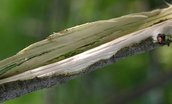 Salix aurita