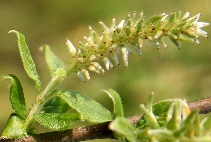 Salix aurita