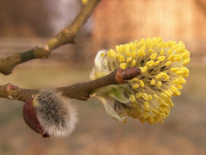 SALIX CAPREA L. – vrba jíva / vŕba rakytová