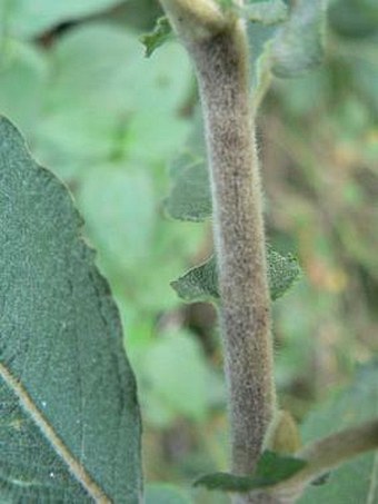 Salix cinerea