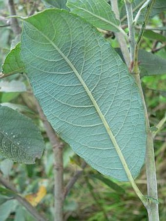 Salix cinerea