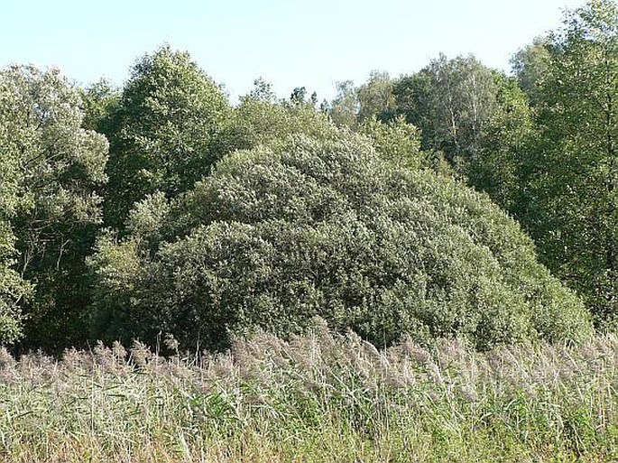 SALIX CINEREA L. – vrba popelavá / vŕba popolavá