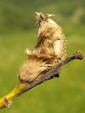 Salix daphnoides