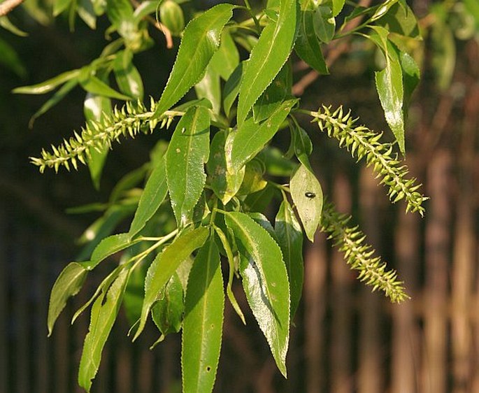 SALIX EUXINA I. V. Belyaeva – vrba křehká / vŕba krehká