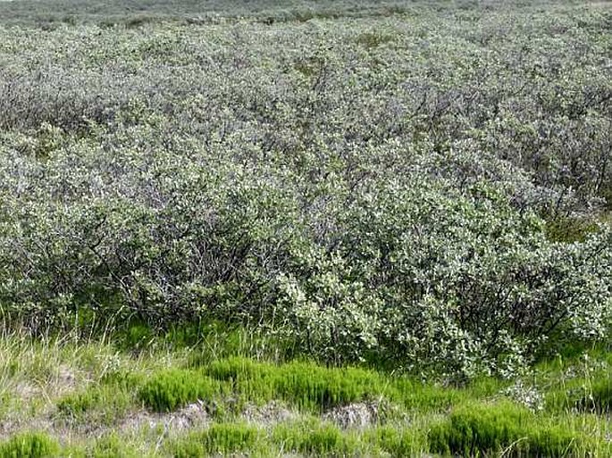 Salix glauca