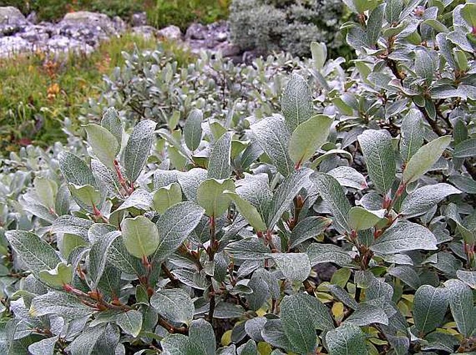 Salix helvetica