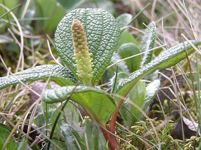 Salix reticulata