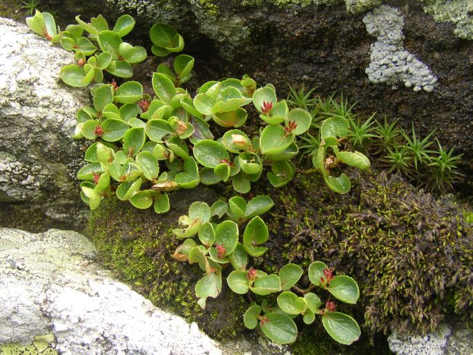 Salix herbacea