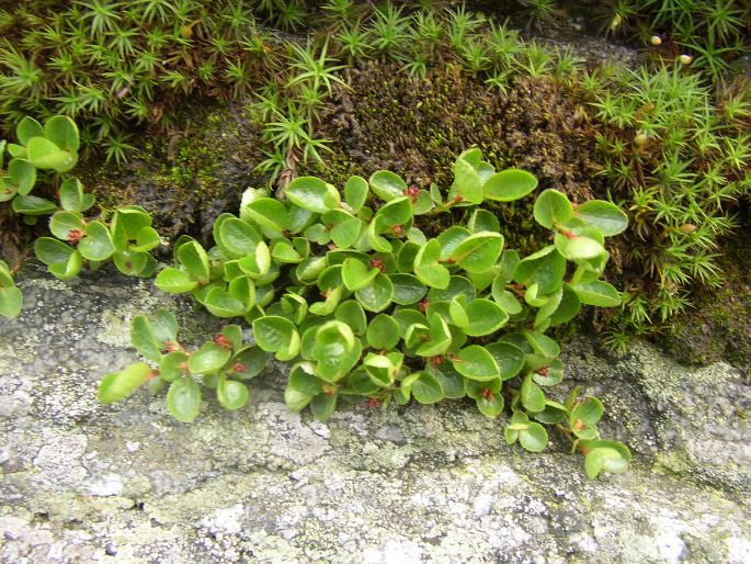 Salix herbacea