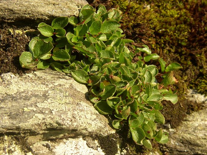 Salix herbacea