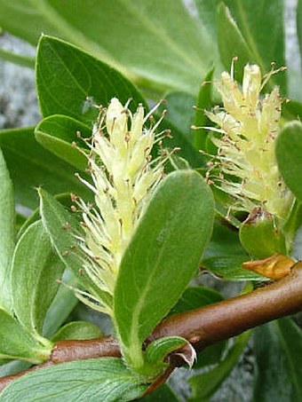 Salix kitaibeliana