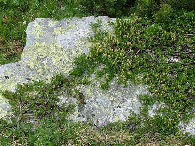 Salix kitaibeliana