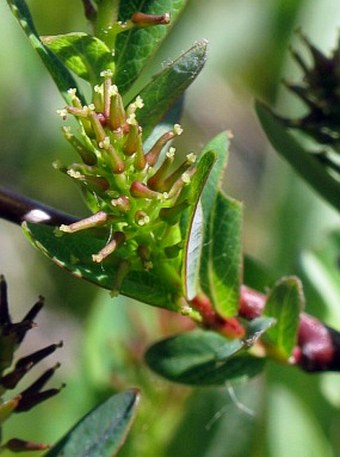 Salix myrtilloides