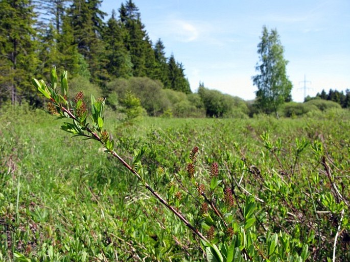 Salix myrtilloides