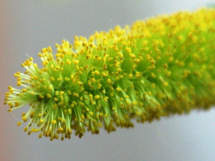 Salix pentandra