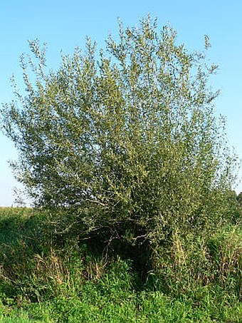 Salix purpurea