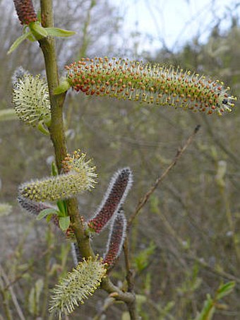 Salix purpurea