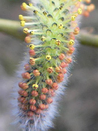 Salix purpurea