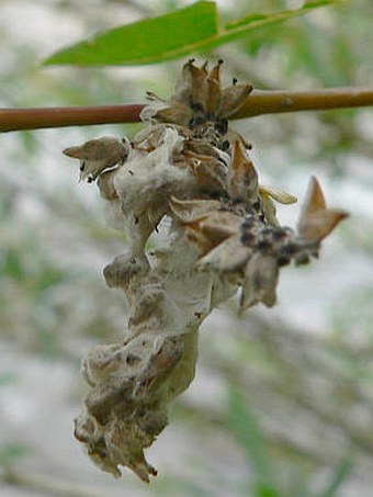 Salix purpurea