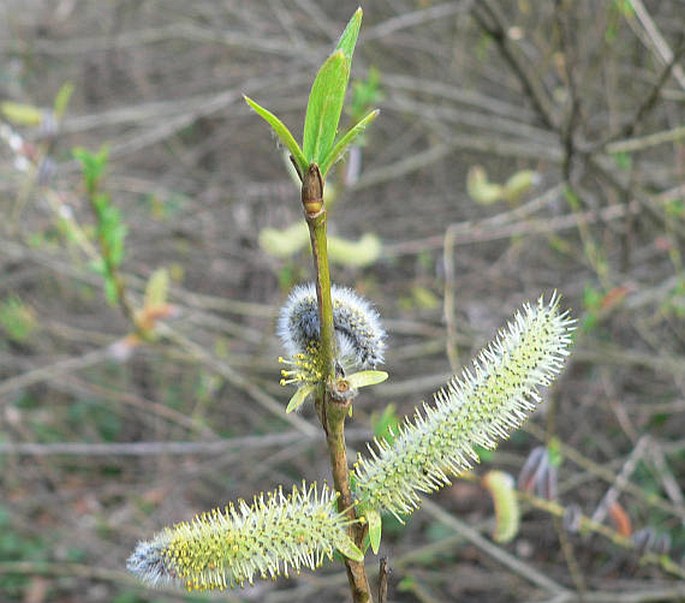 Salix purpurea