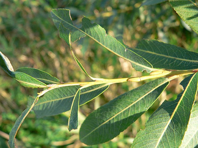 Salix purpurea