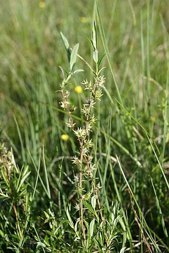 Salix rosmarinifolia