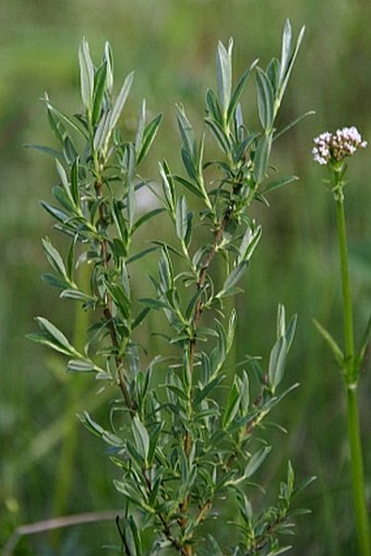 Salix rosmarinifolia