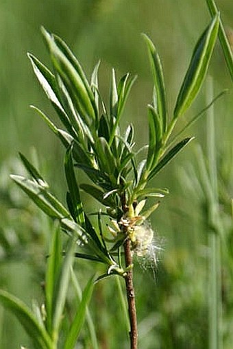 Salix rosmarinifolia