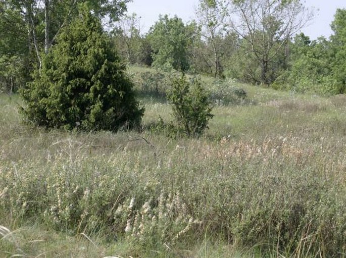 Salix rosmarinifolia