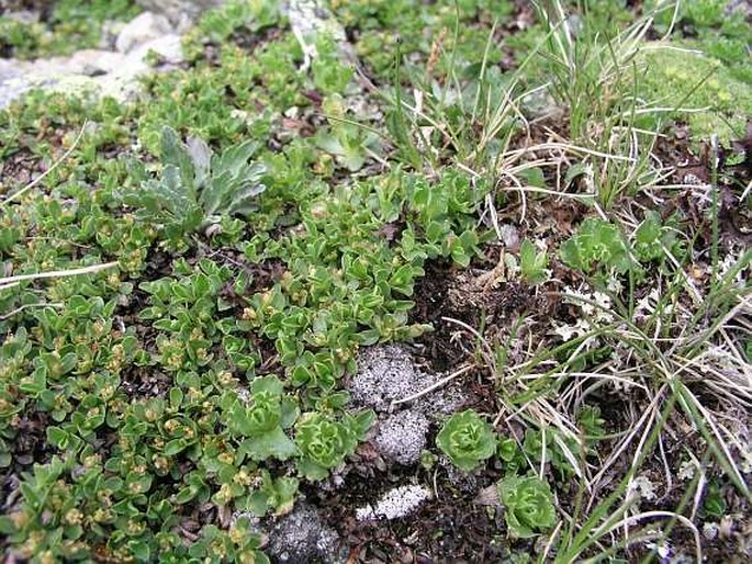 Salix serpyllifolia