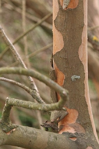 Salix triandra