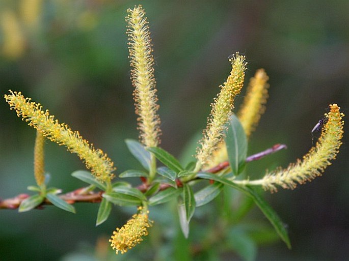 SALIX TRIANDRA L. – vrba trojmužná / vŕba trojtyčinková