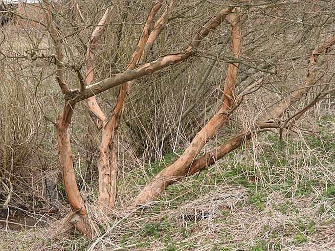 Salix triandra