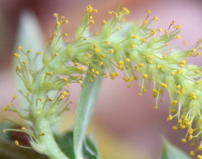 Salix triandra