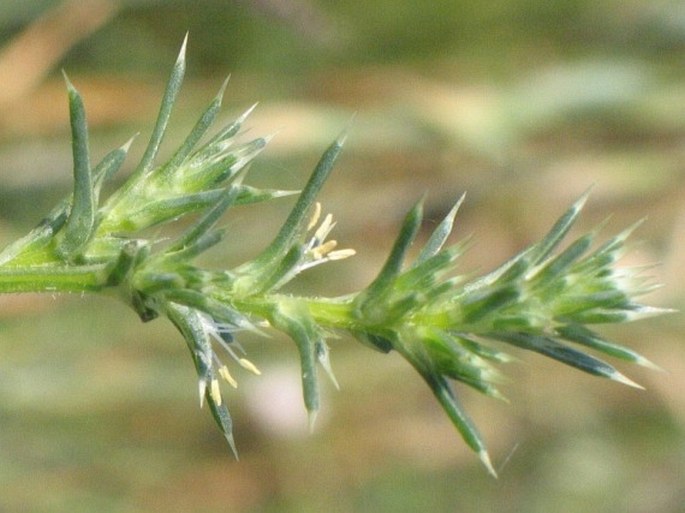 SALSOLA AUSTRALIS R. Br. – slanobýl ruský / slanobyľ ruská