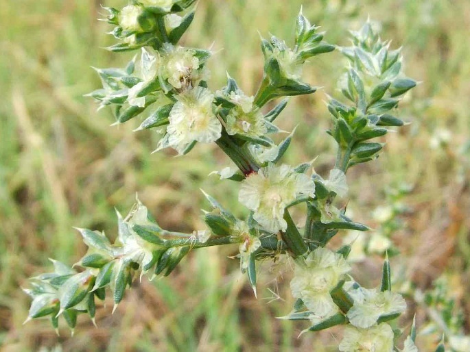 Salsola australis