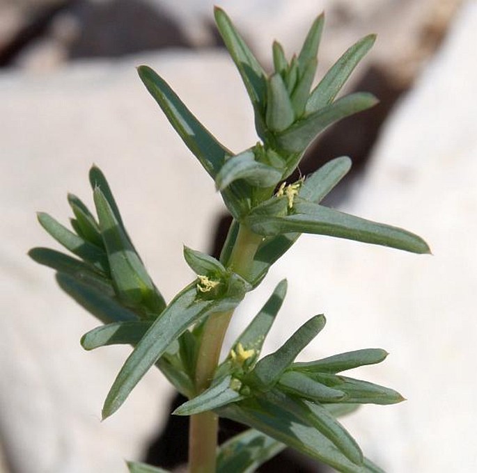 SALSOLA SODA L. – slanobýl / slanobyľ