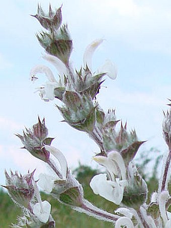 Salvia aethiopis