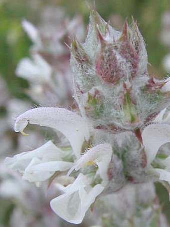 Salvia aethiopis