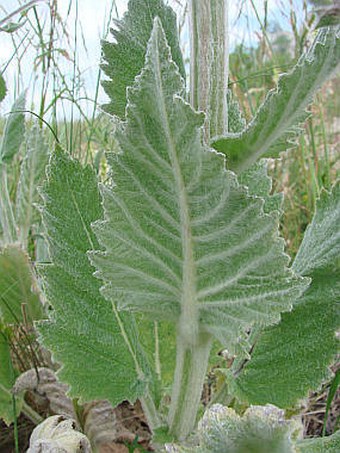 Salvia aethiopis