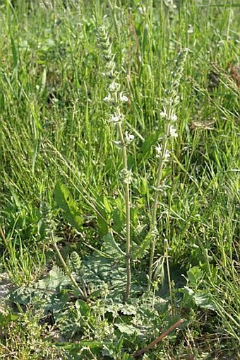 Salvia austriaca