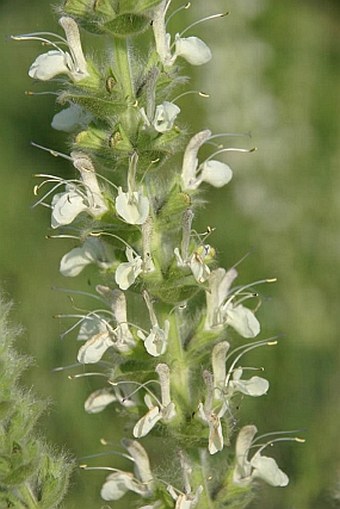 Salvia austriaca