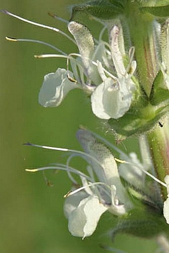 Salvia austriaca