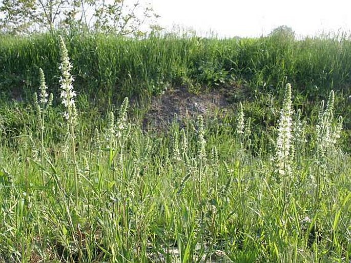 Salvia austriaca