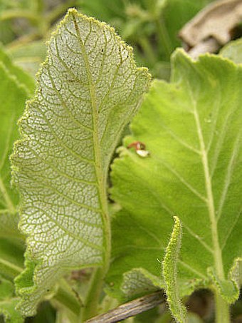 Salvia broussonetii