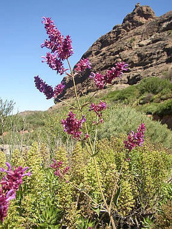 Salvia canariensis