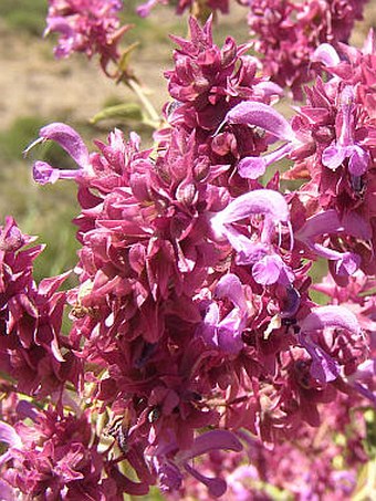 Salvia canariensis