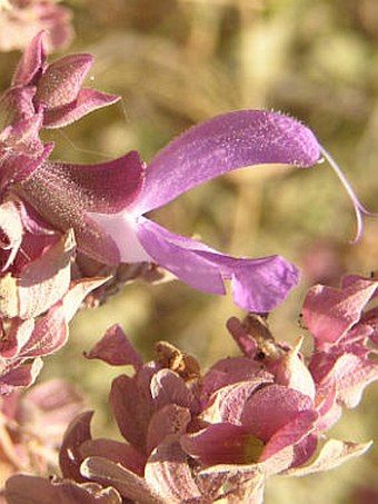 Salvia canariensis