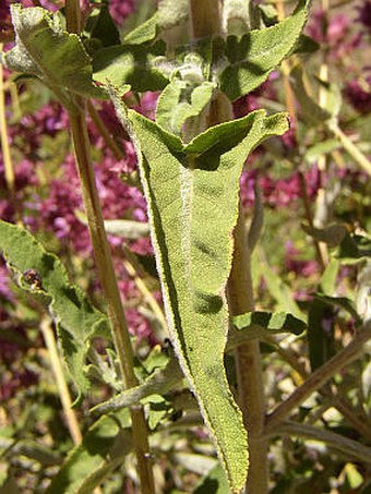 Salvia canariensis