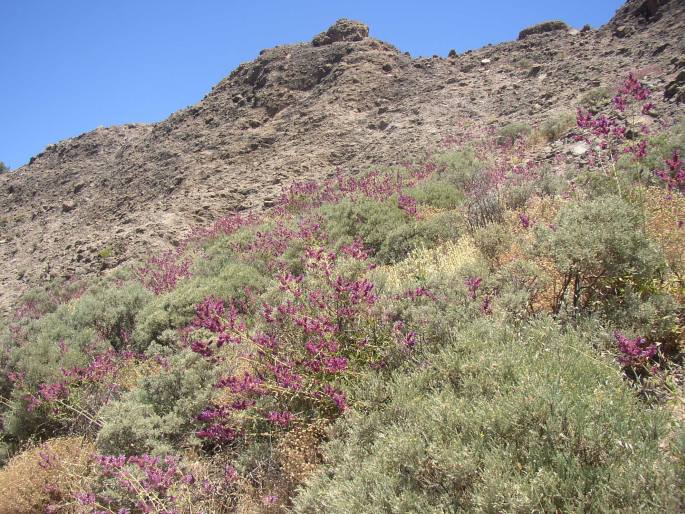 Salvia canariensis